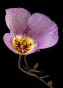 Calochortus flexuosus 17-5578